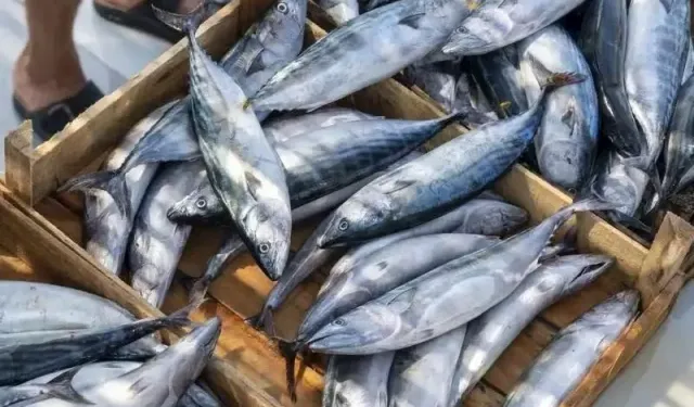 Samsun’da Balık Mevsimleri ve Mutfak Kültürü