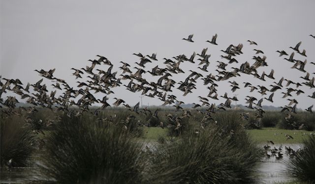 Samsun’un En Etkileyici Kuş Gözlem Noktaları