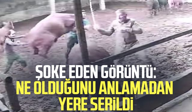 Şoke eden görüntü: Boğanın darbesiyle yere serildi