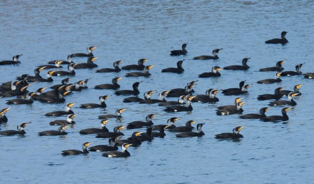 Samsun’da Su Kuşlarının Göç Hareketlerinin Ekolojik Önemi