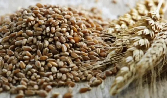 Samsun Mutfağında Tahılın Geçmişten Bugüne Kullanımı