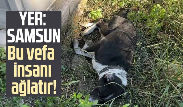Bu vefa insanı ağlatır: Samsun'da sahibinin mezarında nöbet tutuyor