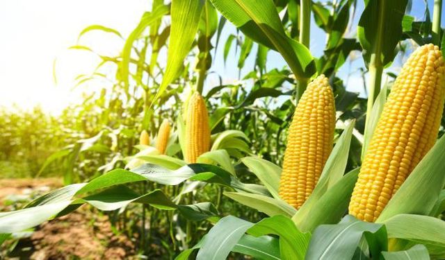 Samsun’da Mısırın Temel Besin Olmasının Tarihsel Nedenleri