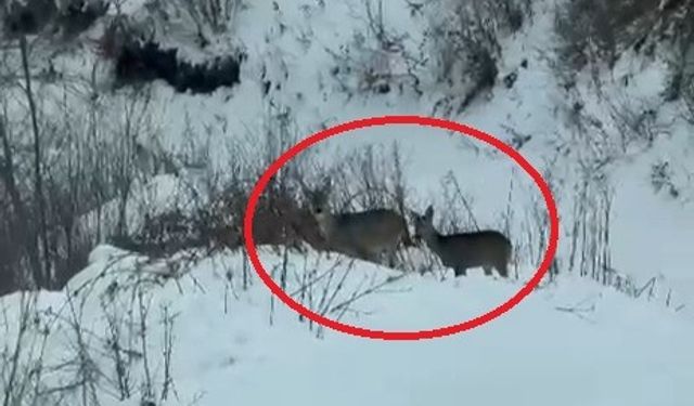 Akdağ'da karacalar görüntülendi