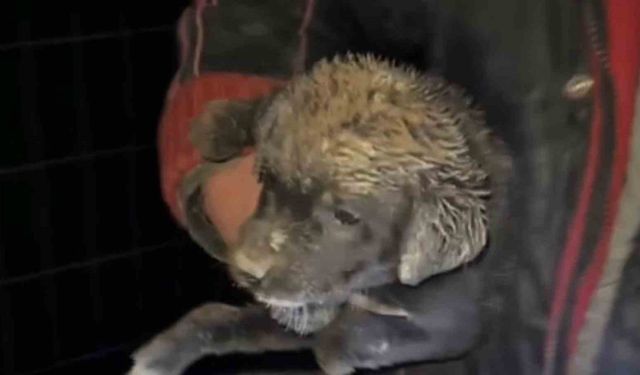 Samsun'da çukura düşen yavru köpek, zabıta ekiplerince kurtarıldı