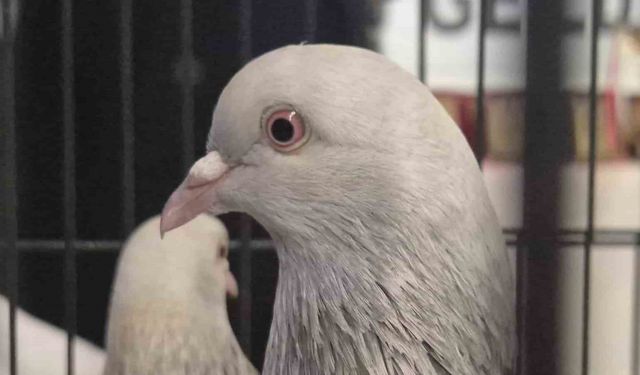 Samsun'da güvercin severler kenetlendi