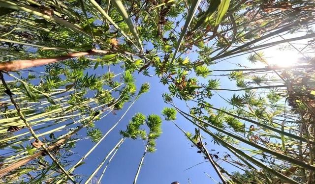 Samsun'da kenevir üretimi için son tarih uyarısı: Başvurular 1 Nisan'da bitiyor