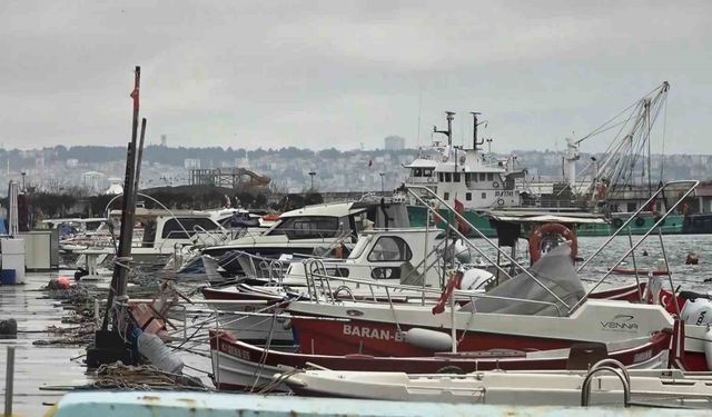 Uyanık lüfer Karadeniz zekasını kullandı: Denizlerde bol ama ağlara girmiyor