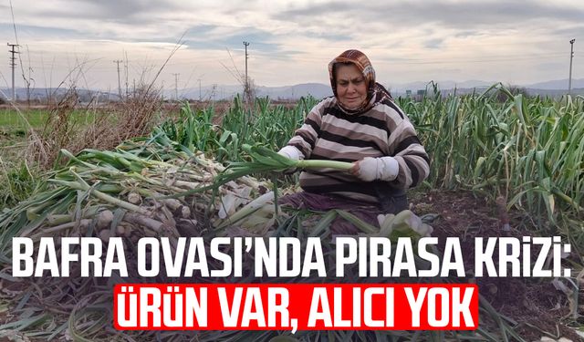 Bafra Ovası'nda pırasa hasadı: Bu yıl rekolte yüksek