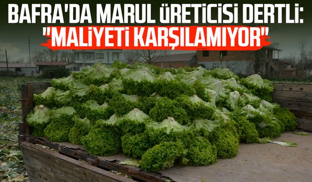 Bafra'da marul üreticisi dertli: "Maliyeti karşılamıyor"