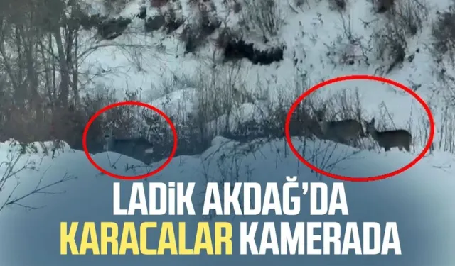 Akdağ'da karacalar görüntülendi