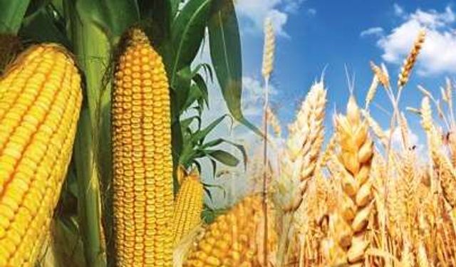 Samsun Mutfağında Mısır ve Buğdayın Birlikte Kullanımı