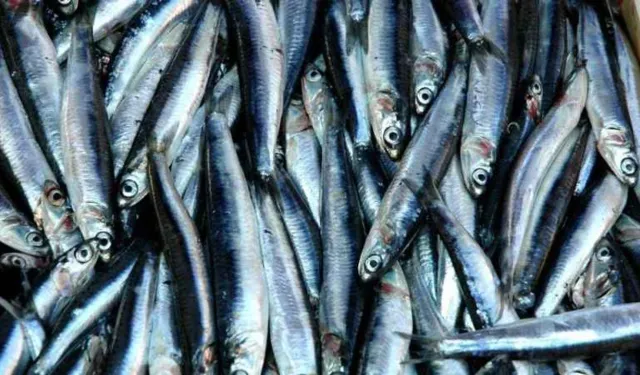 Samsun Mutfağında Balığın Mevsimsel Önemi