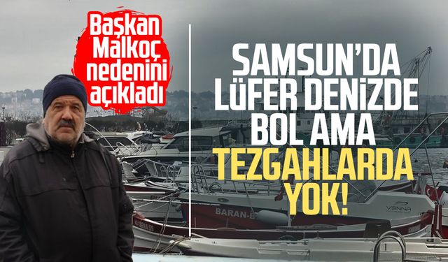 Uyanık lüfer Karadeniz zekasını kullandı: Denizlerde bol ama ağlara girmiyor
