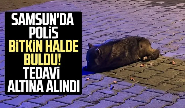 Samsun'da polis bitkin halde buldu! Tedavi altına alındı