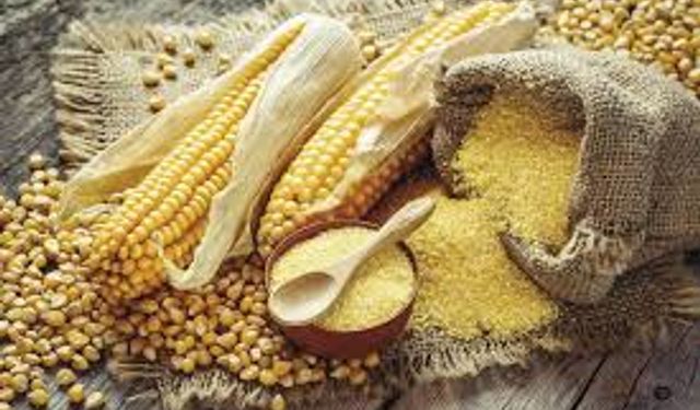 Samsun’da Mısırın Sofralardaki Merkezi Rolü