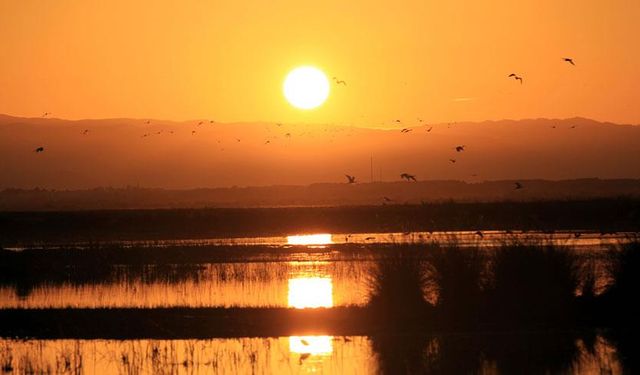 Kızılırmak Deltası’nda Kuş Gözlemi Rehberi