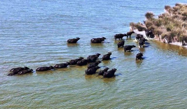 Hayvancılıkta Samsun farkı: 19 bin 495 manda ile ilk sırada