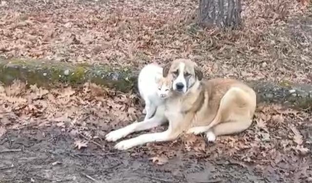 Kedi ve köpeğin dostluğu yüzleri güldürdü