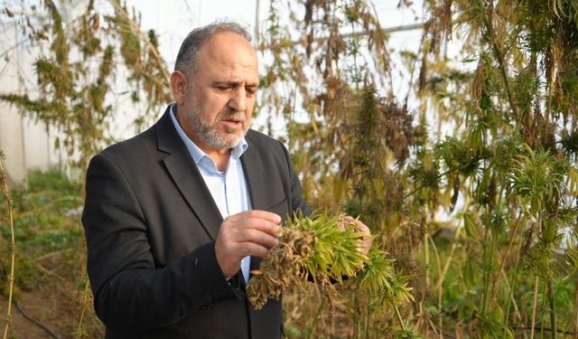 Kenevirden kauçuk, krem ve biyomalzeme: OMÜ'den çok yönlü kenevir çalışmaları