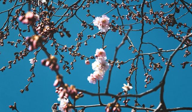 Baharın Samsun Sokaklarına Gelişi