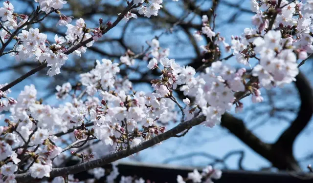 Baharın Samsun Sokaklarına Yansıması