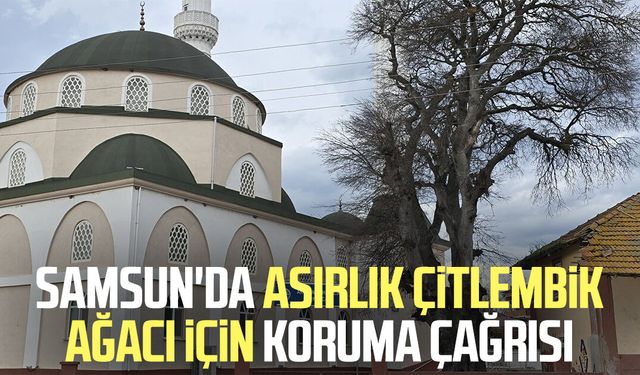 Samsun'da asırlık çitlembik ağacı için 'koruma' çağrısı