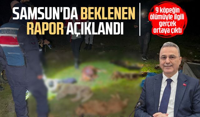 Samsun'da konteynerde bulunan 9 köpekle ilgili rapor açıklandı: 'Doğal ölüm'