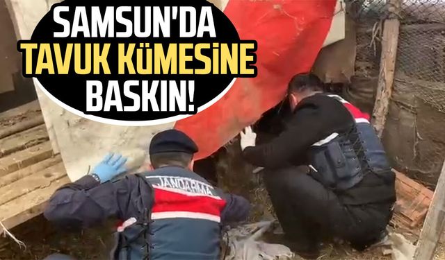 Samsun'da tavuk kümesine baskın! 2 gözaltı