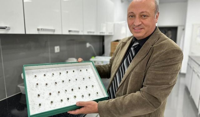 Böcekler cinayetleri aydınlatıyor: Ölüm zamanı ve olay yeri entomolojiyle belirlenebiliyor