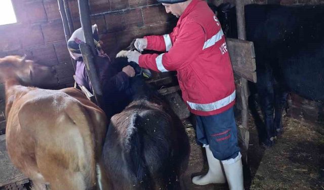 Çarşamba'da şap aşılamaları sürüyor