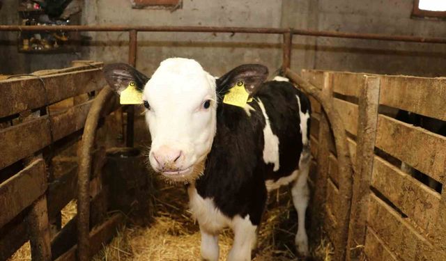 Samsun'da ari işletme sayısı artıyor