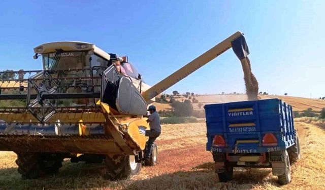 Türkiye'nin yem bitkisi ihtiyacını Samsun karşılıyor