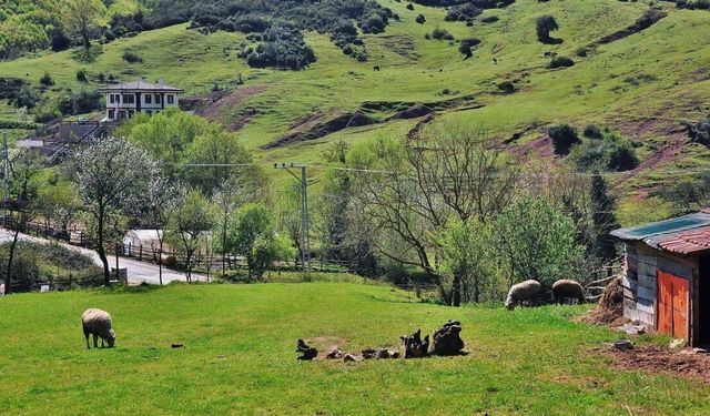 Salıpazarı’nda Kırsal Yaşam ve Doğal Üretim
