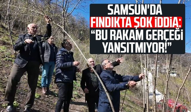 Samsun'da fındık rekoltesi için şok iddia: “Bu rakam gerçeği yansıtmıyor!”