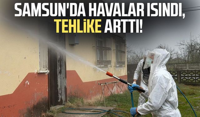 Samsun'da kokarca zararlısına karşı mücadele sürüyor