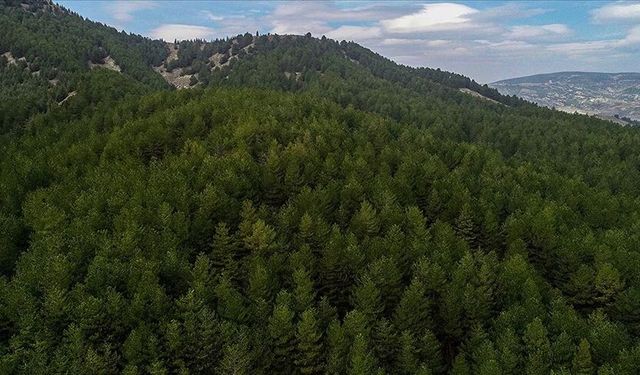 Kavak’ta Orman Rotaları ve Yayla Kültürü