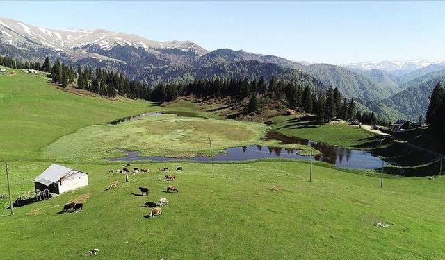Kavak’ta Yayla ve Orman Rotaları