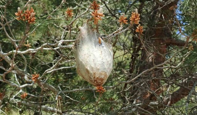 Bafra'da 'çam kese böceği' tehlikesi