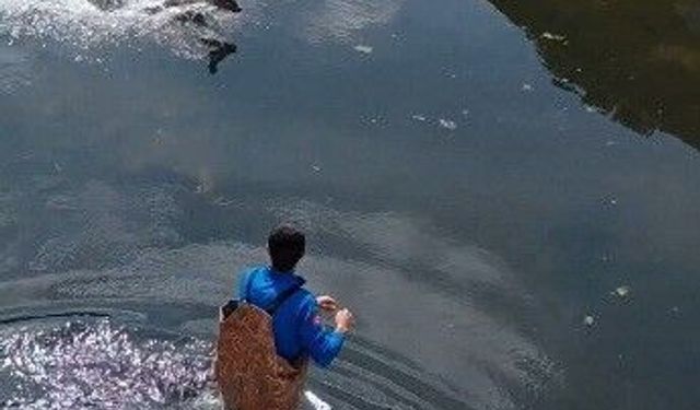 Bafra'da kanala düşen karaca kurtarıldı