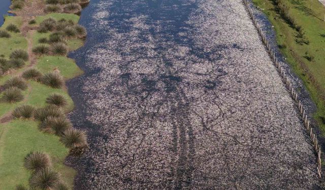 Baharın güzelliği deltada: Su papatyaları ve mandalarıyla ziyaretçilerin ilgi odağı