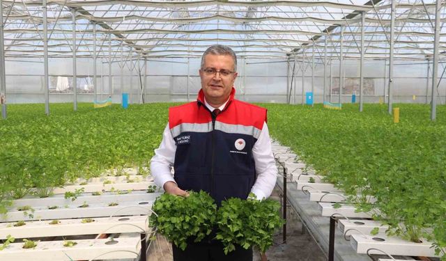 Çarşamba'da hidroponik maydanozda ilk hasat yapıldı