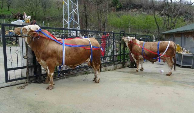 Kurban Bayramı yaklaşırken tonluk kurbanlıklar satışta