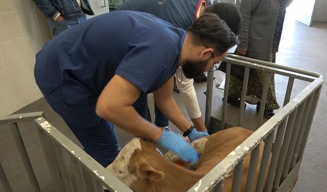 OMÜ Hayvan Hastanesi 2025'te 30 binden fazla vakaya müdahale etti