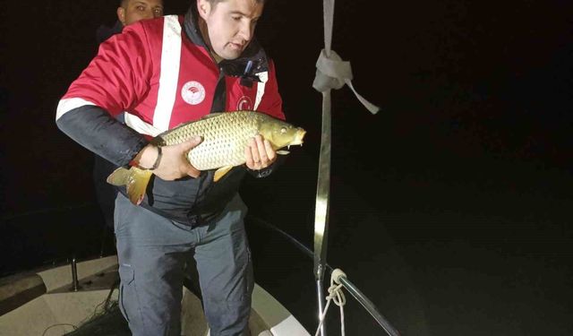 Samsun'da kaçak avcılığa geçit yok: 60 kiloluk sazan geri salındı