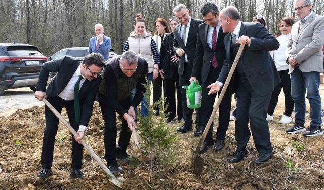 Samsun'da ormanlar ağaçlandırılıyor