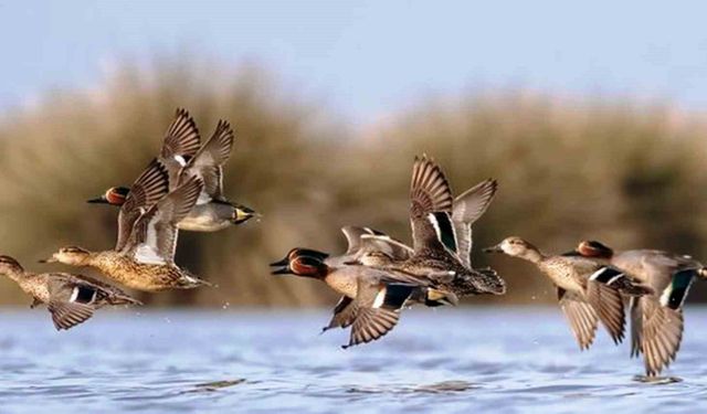 Savcının objektifinden yaban hayatı