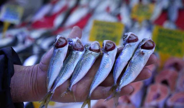 Sezonun sonuna gelinirken istavritin kilosu 70 TL'ye düştü