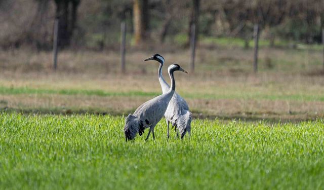 Turnaların izinde: 2026 izleme çalışmaları sürüyor