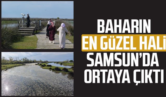 Baharın güzelliği deltada: Su papatyaları ve mandalarıyla ziyaretçilerin ilgi odağı